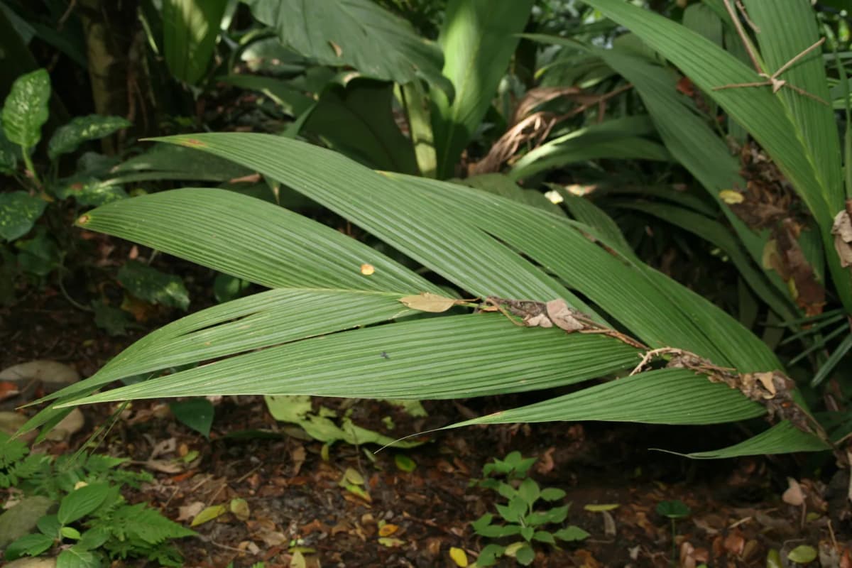 Botanical specimen of Calyptrogyne Ghiesbreghtiana.