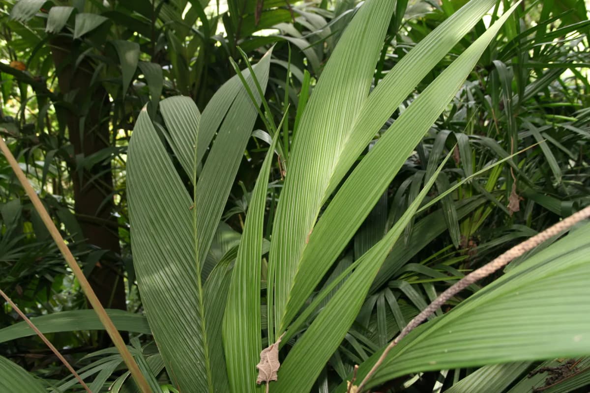 Botanical specimen of Calyptrogyne Ghiesbreghtiana.