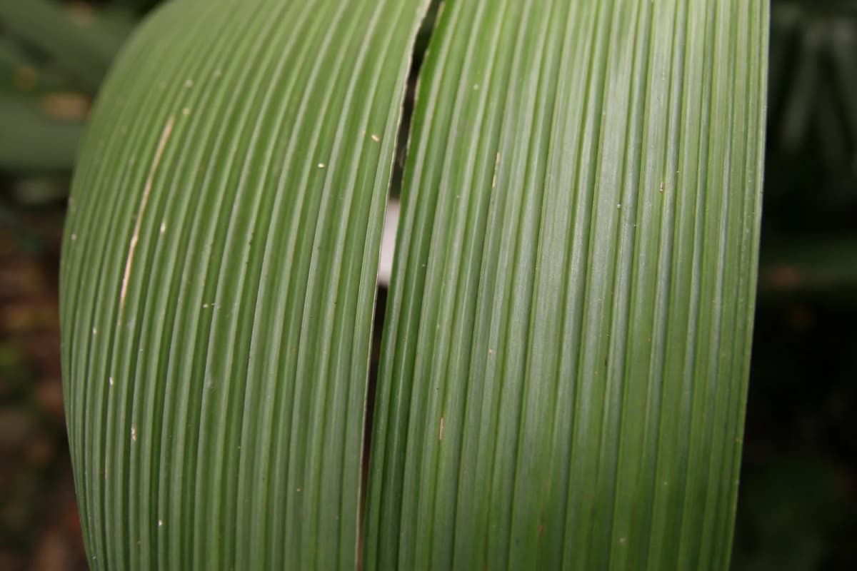 Botanical specimen of Calyptrogyne Ghiesbreghtiana.