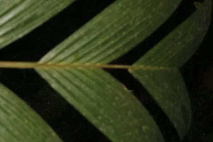 Botanical specimen of Calyptrogyne Trichostachys.