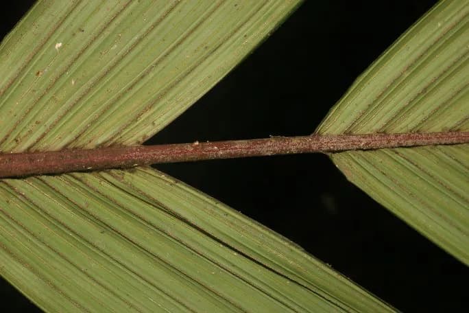 Botanical specimen of Calyptrogyne Trichostachys.