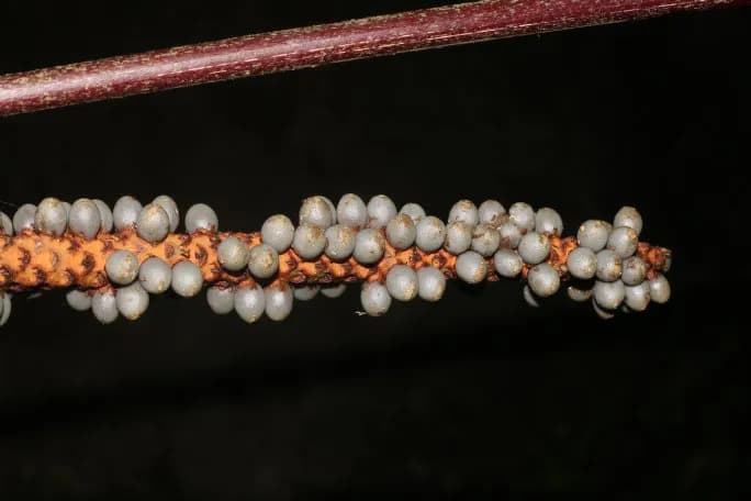 Botanical specimen of Calyptrogyne Trichostachys.