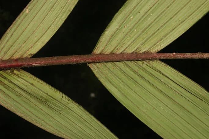 Botanical specimen of Calyptrogyne Trichostachys.