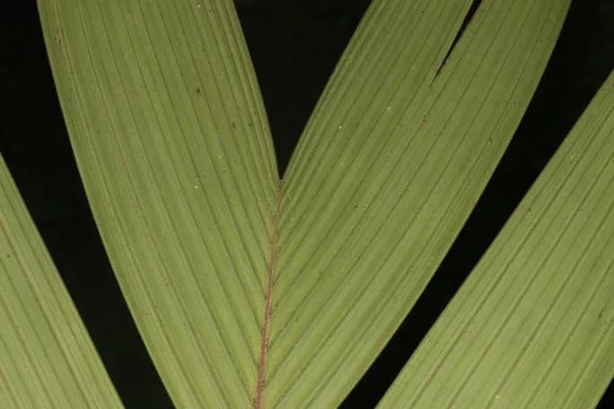 Botanical specimen of Calyptrogyne Trichostachys.