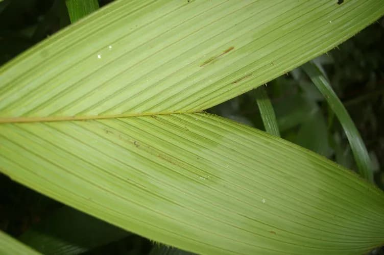Botanical specimen of Calyptrogyne Trichostachys.