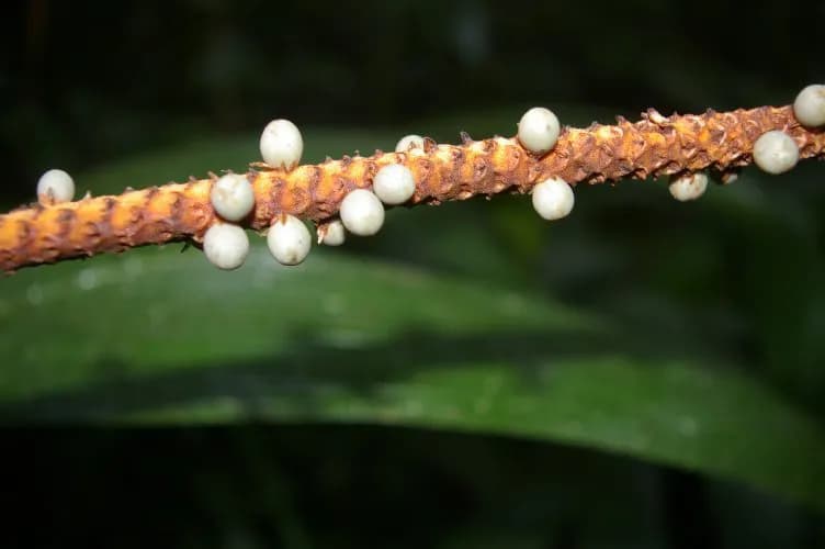 Botanical specimen of Calyptrogyne Trichostachys.