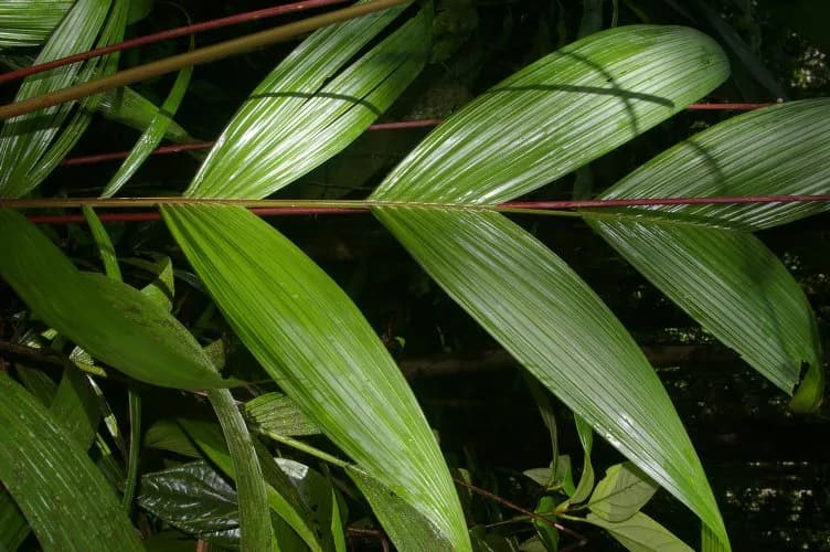Botanical specimen of Calyptrogyne Trichostachys.
