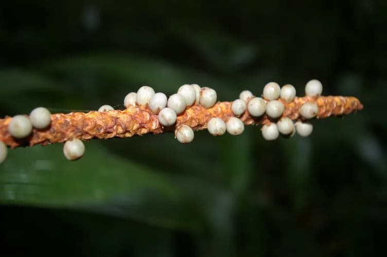 Botanical specimen of Calyptrogyne Trichostachys.