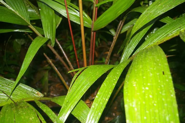 Botanical specimen of Calyptrogyne Trichostachys.
