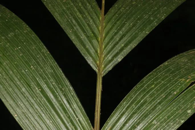 Botanical specimen of Calyptrogyne Trichostachys.