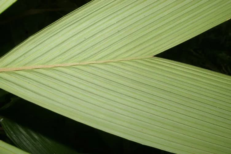 Botanical specimen of Calyptrogyne Trichostachys.