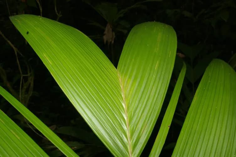 Botanical specimen of Calyptrogyne Trichostachys.