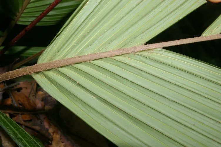 Botanical specimen of Calyptrogyne Trichostachys.