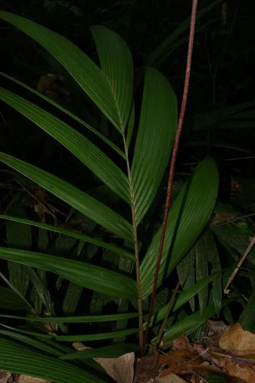 Botanical specimen of Calyptrogyne Trichostachys.
