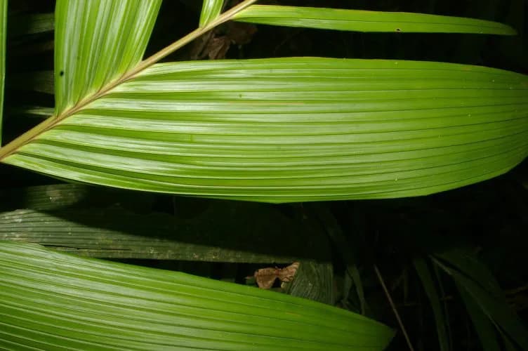 Botanical specimen of Calyptrogyne Trichostachys.