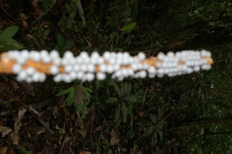 Botanical specimen of Calyptrogyne Trichostachys.