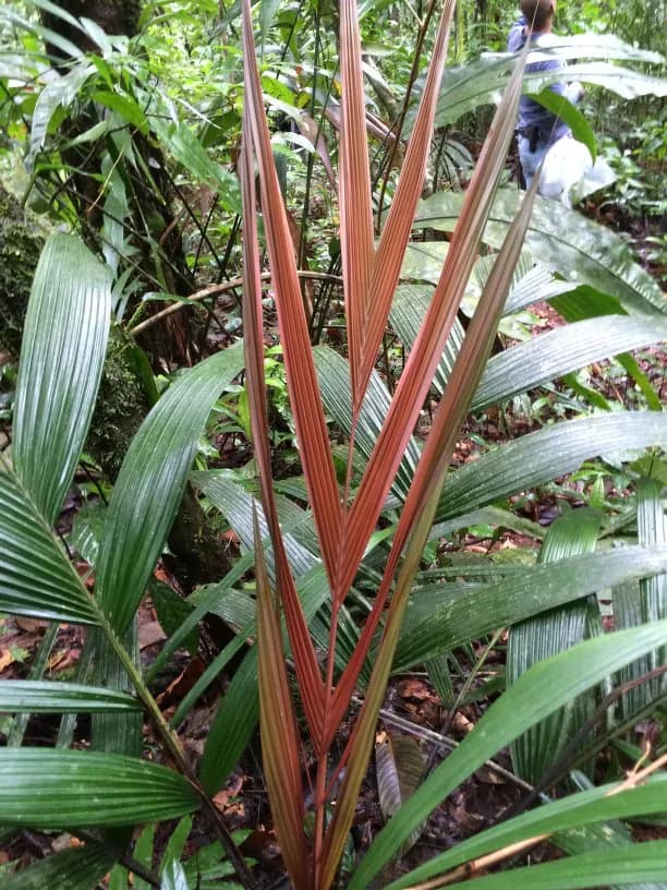 Botanical specimen of Calyptrogyne Trichostachys.