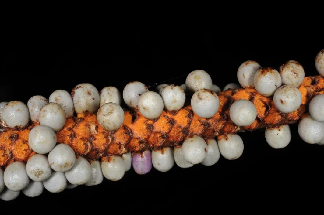 Botanical specimen of Calyptrogyne Trichostachys.