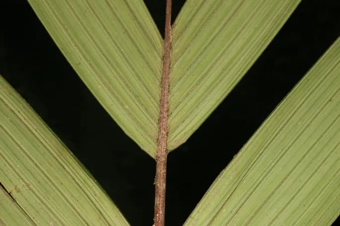 Botanical specimen of Calyptrogyne Trichostachys.
