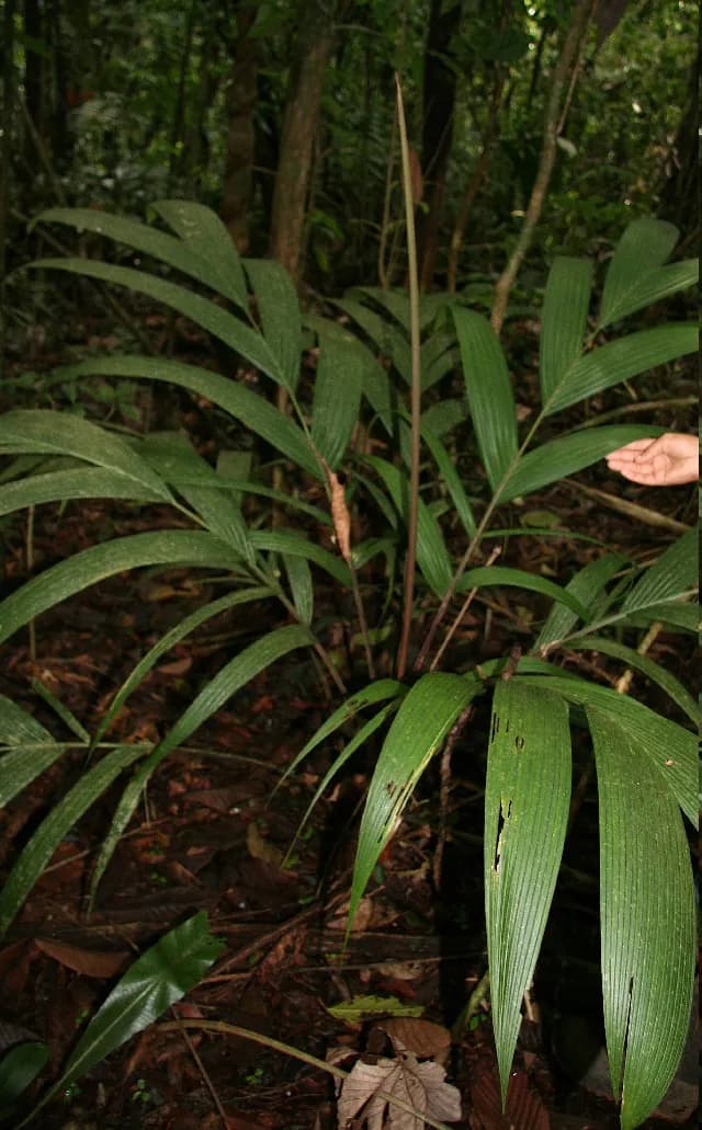 Botanical specimen of Calyptrogyne Trichostachys.