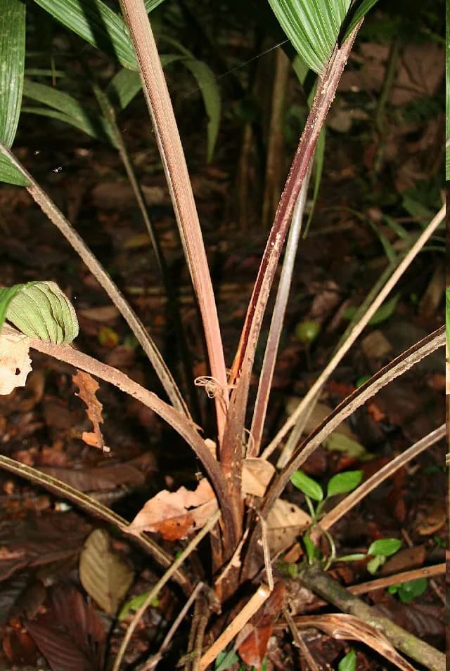 Botanical specimen of Calyptrogyne Trichostachys.