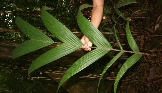Botanical specimen of Calyptrogyne Trichostachys.