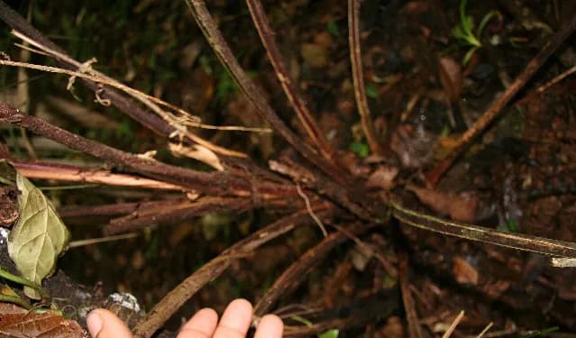 Botanical specimen of Calyptrogyne Trichostachys.