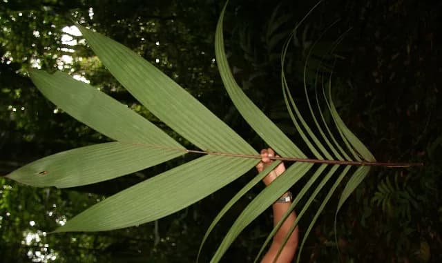 Botanical specimen of Calyptrogyne Trichostachys.