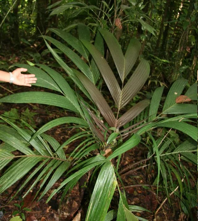Botanical specimen of Calyptrogyne Trichostachys.