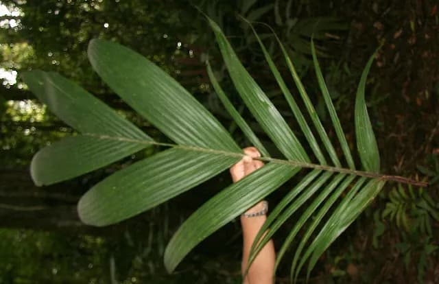 Botanical specimen of Calyptrogyne Trichostachys.