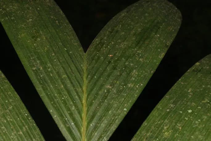 Botanical specimen of Calyptrogyne Trichostachys.