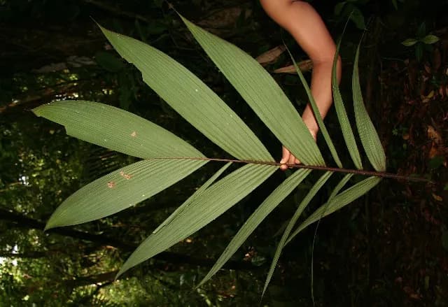 Botanical specimen of Calyptrogyne Trichostachys.