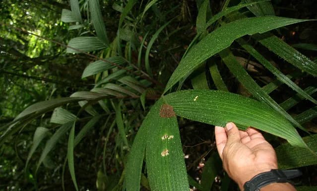 Botanical specimen of Calyptrogyne Trichostachys.