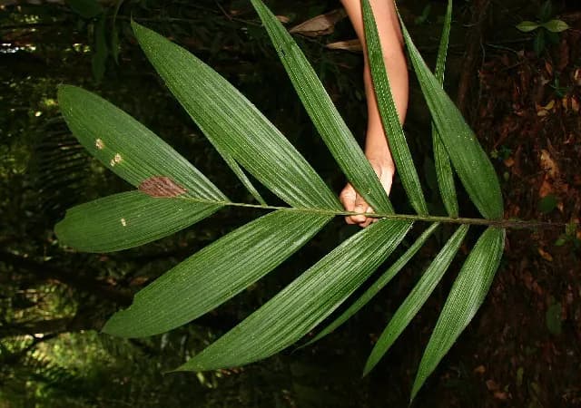 Botanical specimen of Calyptrogyne Trichostachys.