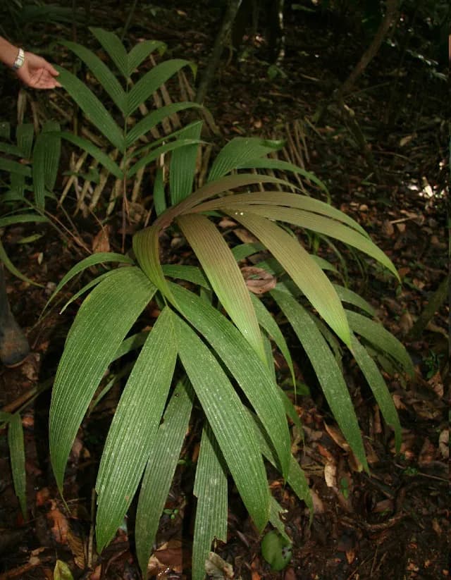 Botanical specimen of Calyptrogyne Trichostachys.