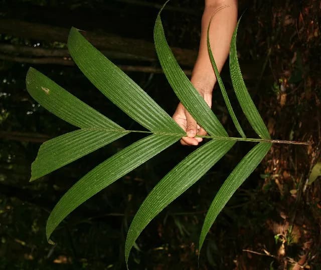 Botanical specimen of Calyptrogyne Trichostachys.