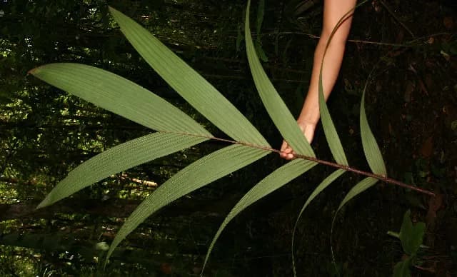 Botanical specimen of Calyptrogyne Trichostachys.