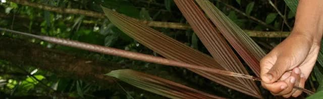 Botanical specimen of Calyptrogyne Trichostachys.