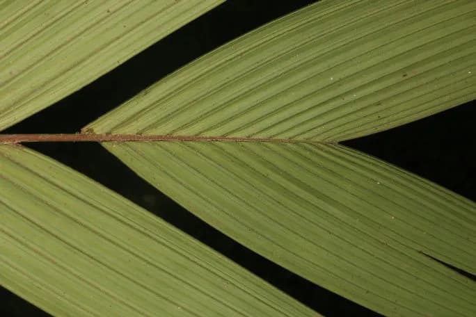 Botanical specimen of Calyptrogyne Trichostachys.