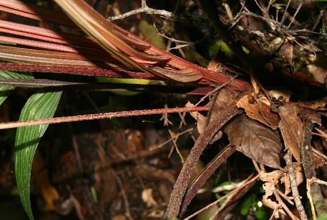 Botanical specimen of Calyptrogyne Trichostachys.