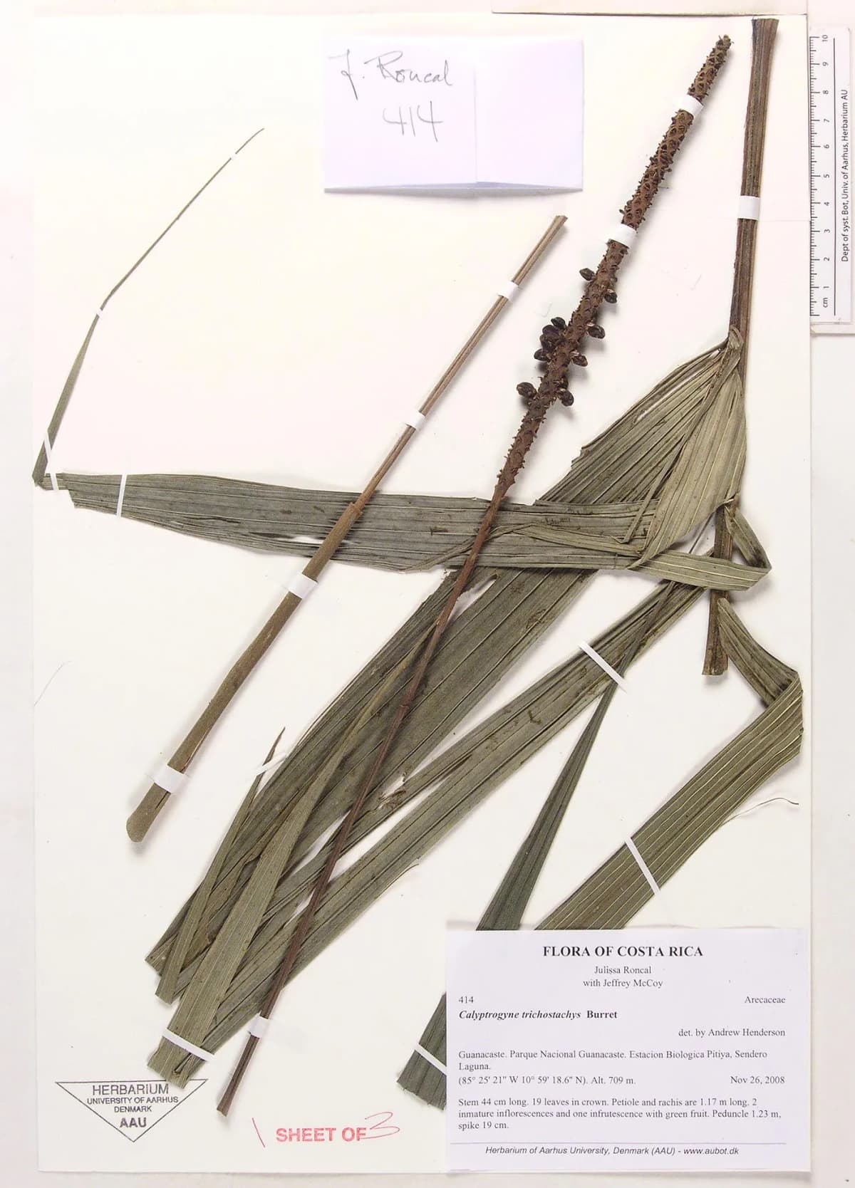 Botanical specimen of Calyptrogyne Trichostachys.