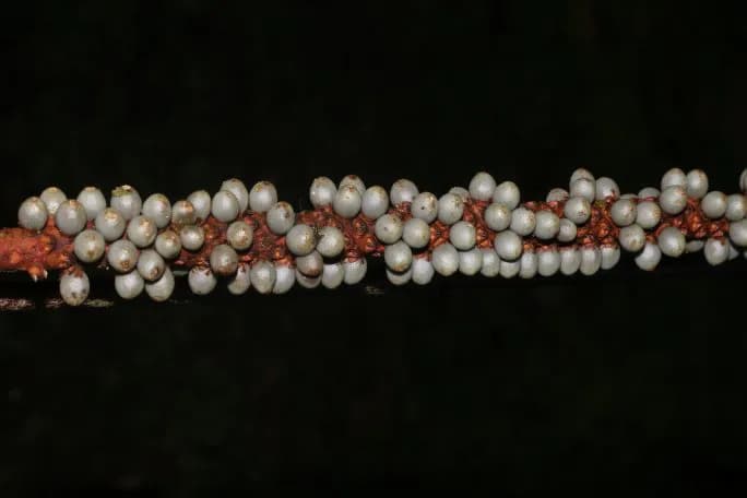 Botanical specimen of Calyptrogyne Trichostachys.