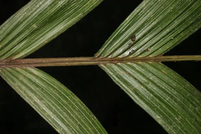 Botanical specimen of Calyptrogyne Trichostachys.