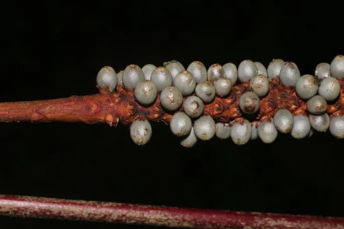 Botanical specimen of Calyptrogyne Trichostachys.