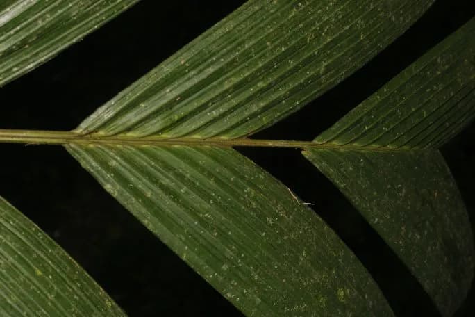 Botanical specimen of Calyptrogyne Trichostachys.