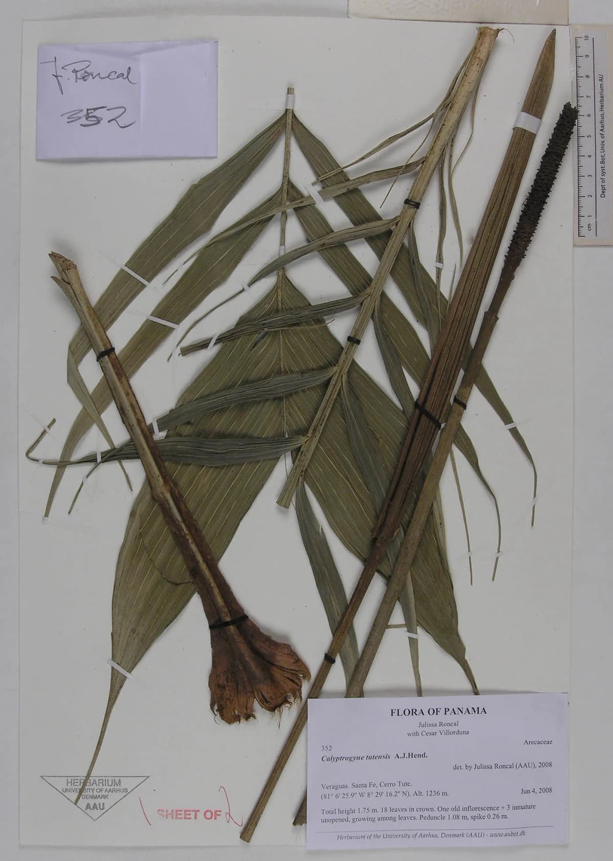 Botanical specimen of Calyptrogyne Tutensis.