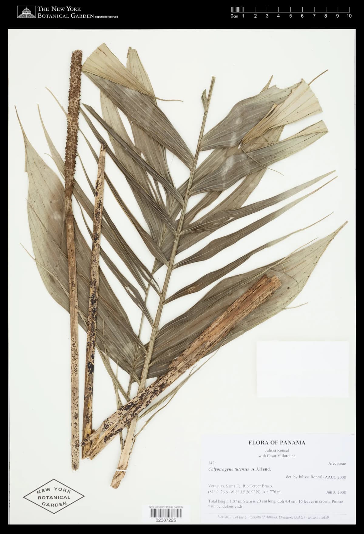 Botanical specimen of Calyptrogyne Tutensis.