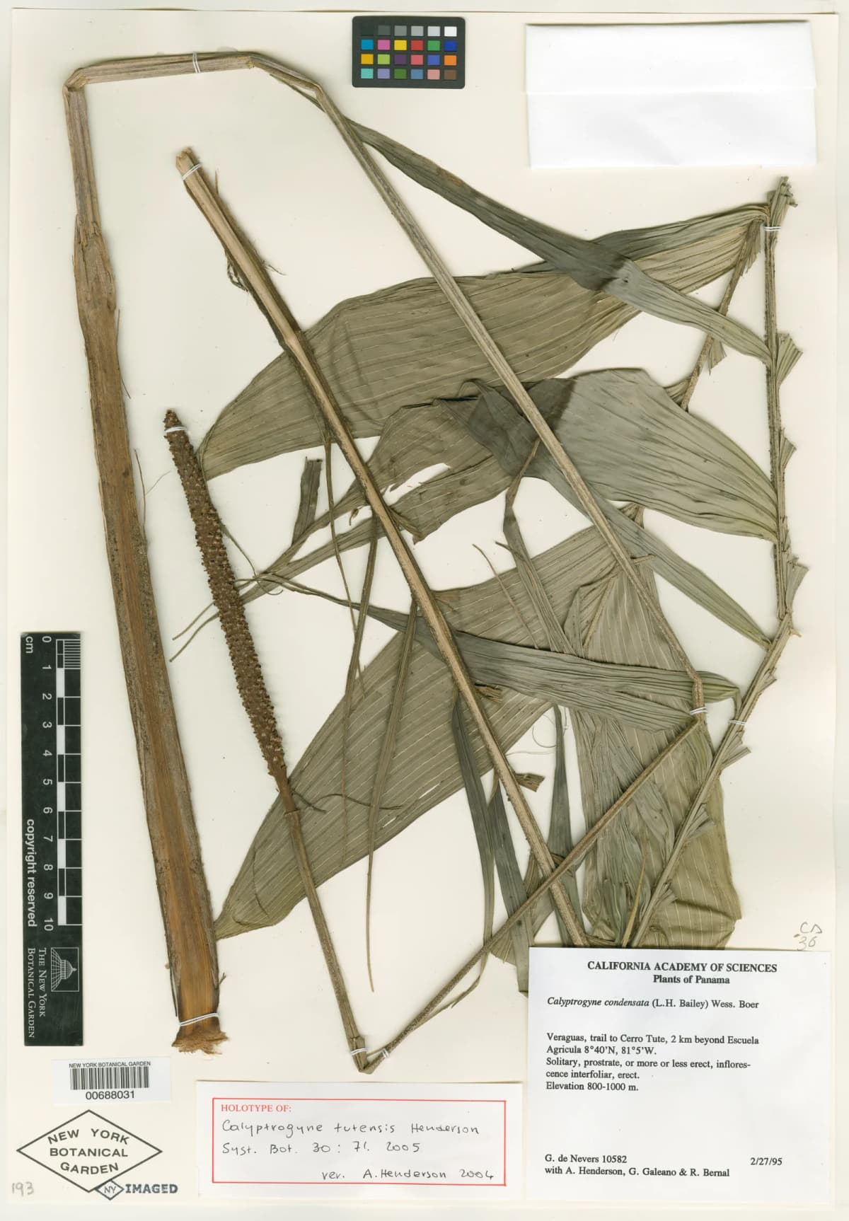 Botanical specimen of Calyptrogyne Tutensis.