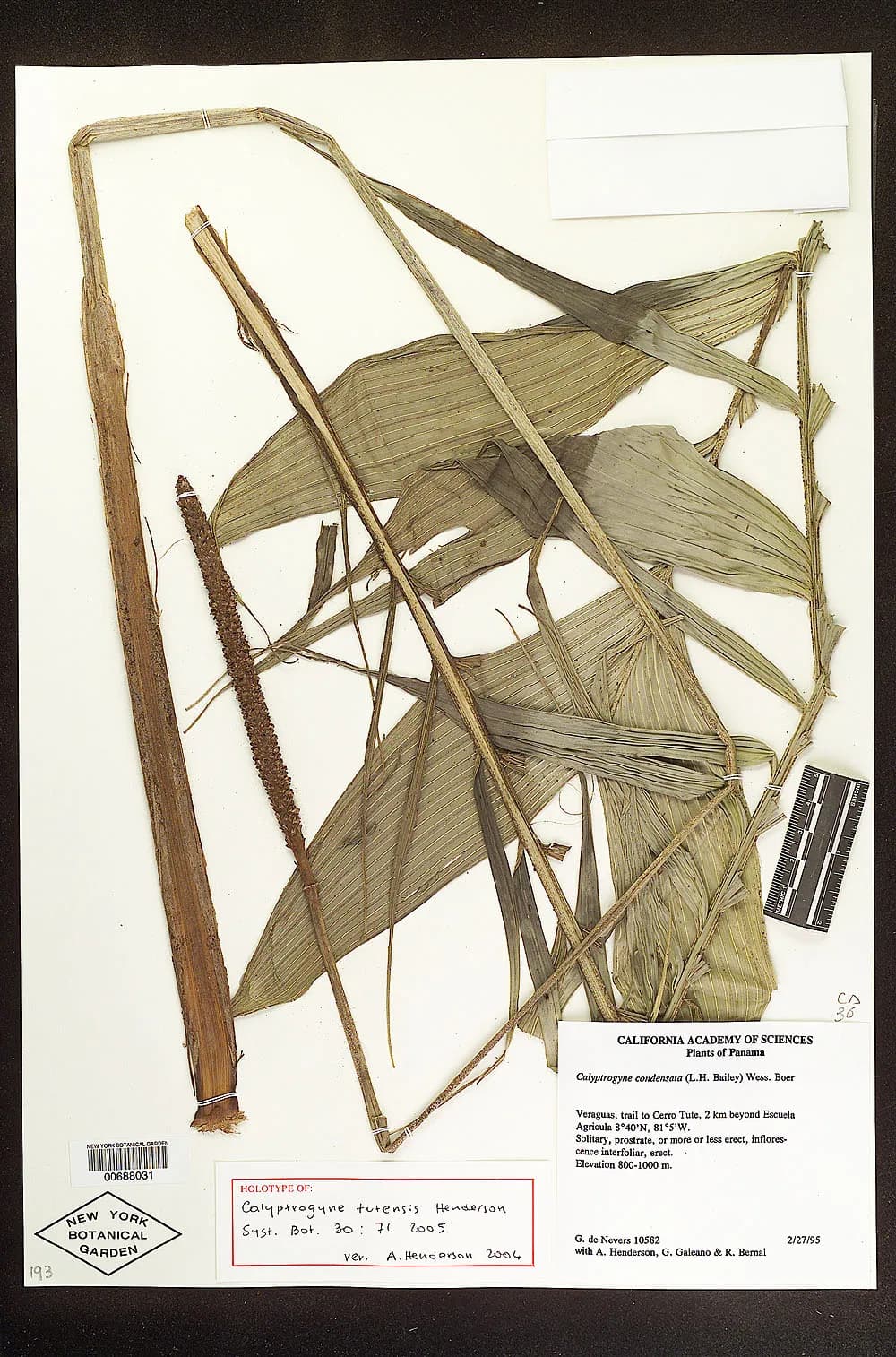 Botanical specimen of Calyptrogyne Tutensis.