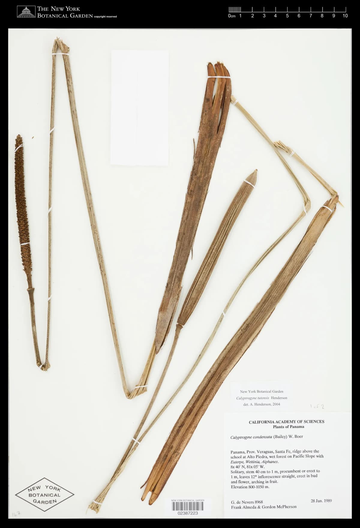 Botanical specimen of Calyptrogyne Tutensis.
